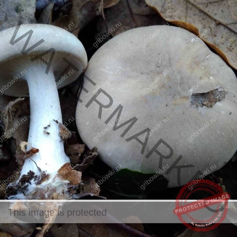 Гриб говорушка дымчатая