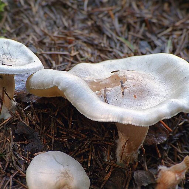 Гриб говорушка беловатая