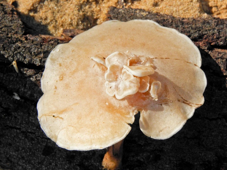 Dolabella auricularia
