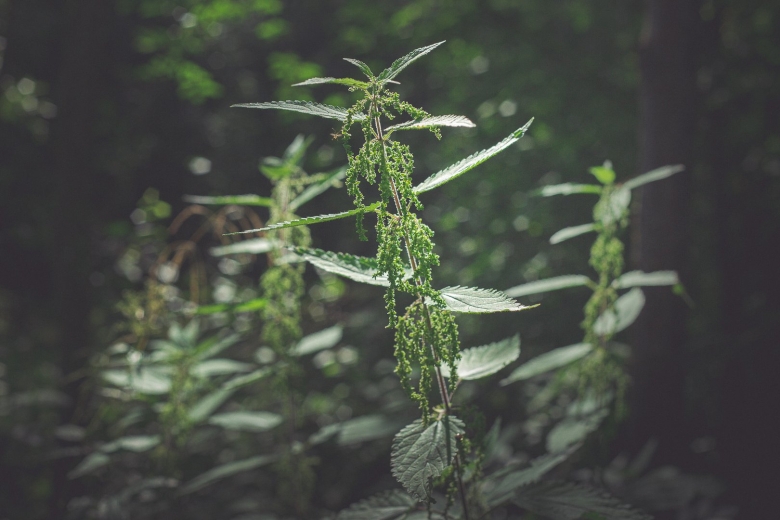 Двудомная крапива