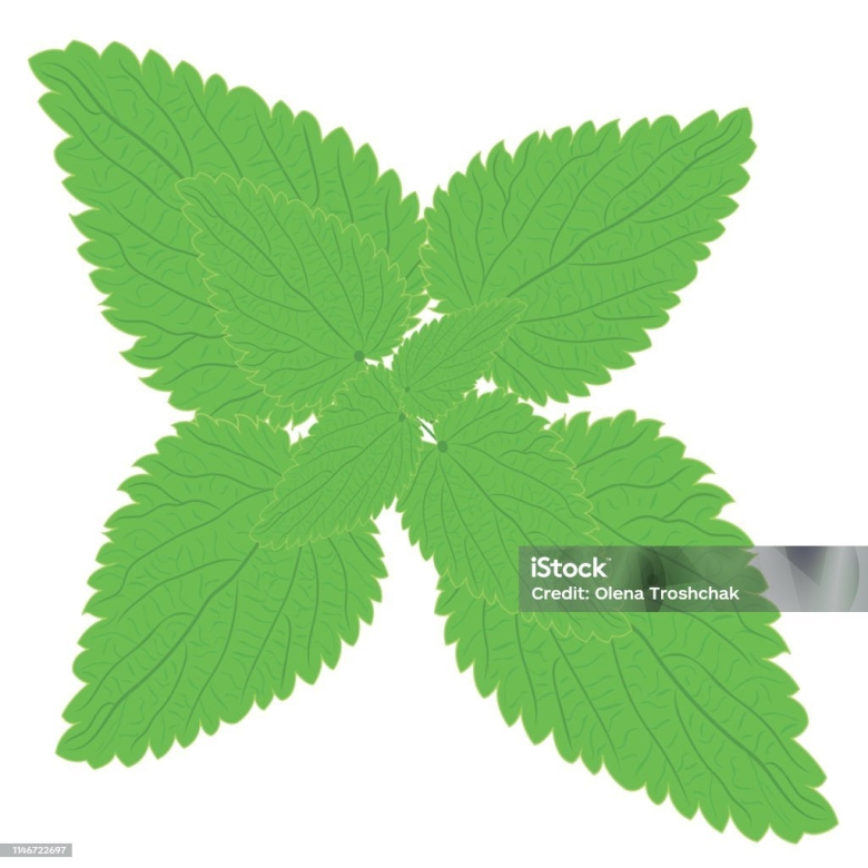 Крапива на белом фоне