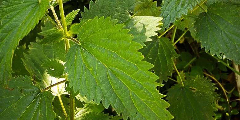 Крапива двудомная в косметологии