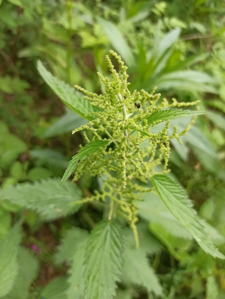 Крапива двудомная (urtica dioica)