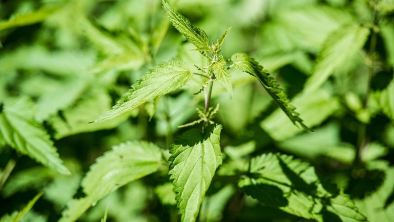 Крапива двудомная и жгучая ожоги