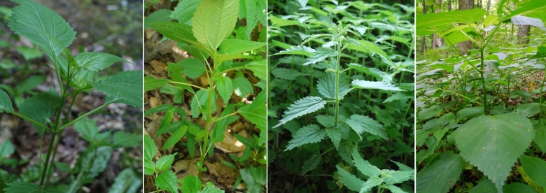 Крапива двудомная гербарий