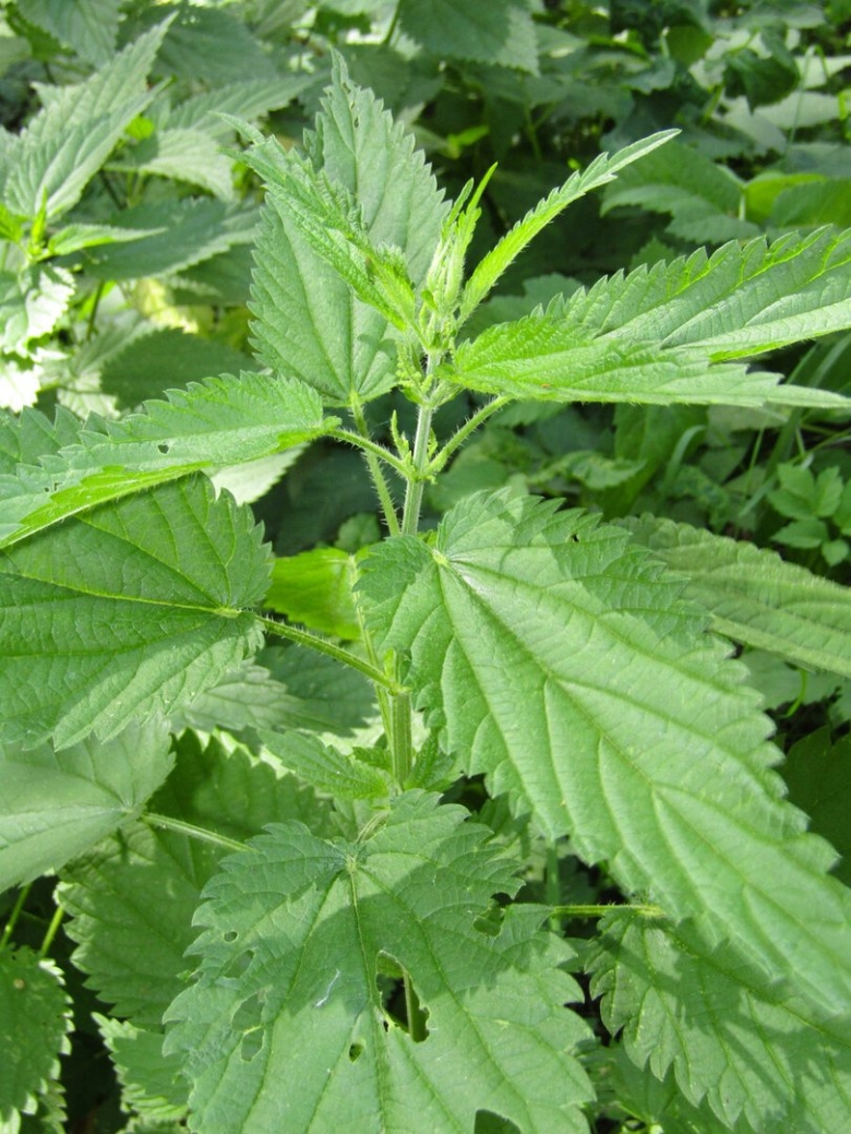 Факты о крапиве