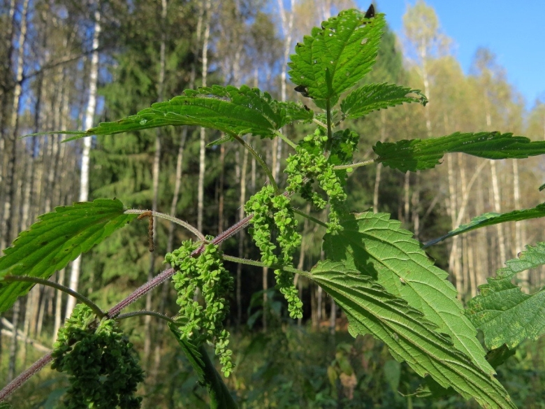 Соцветие крапивы