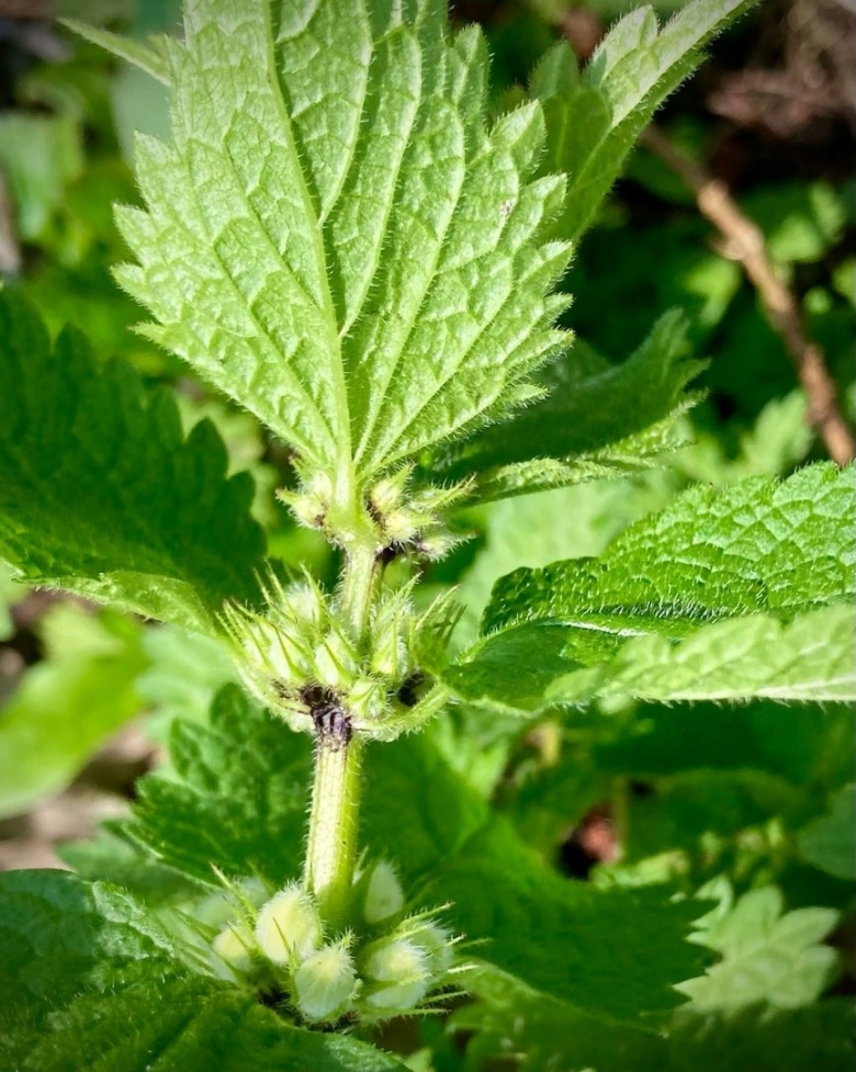 Глухая крапива это пустырник