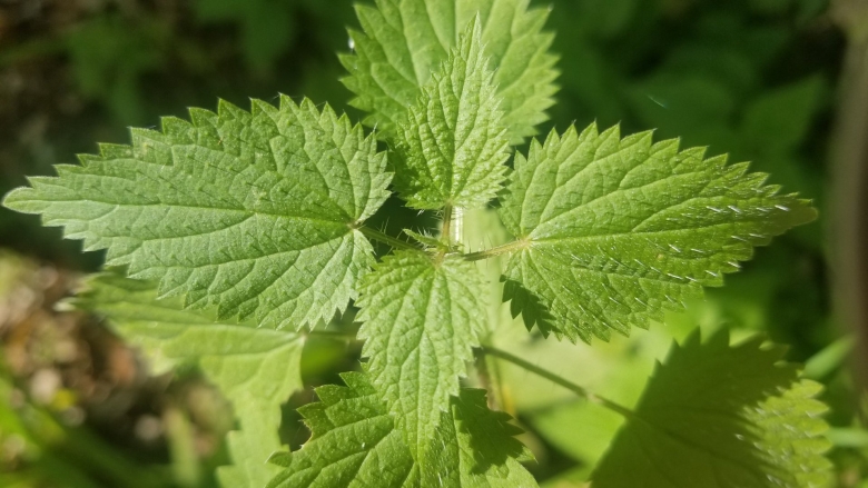 Листья крапивы двудомной