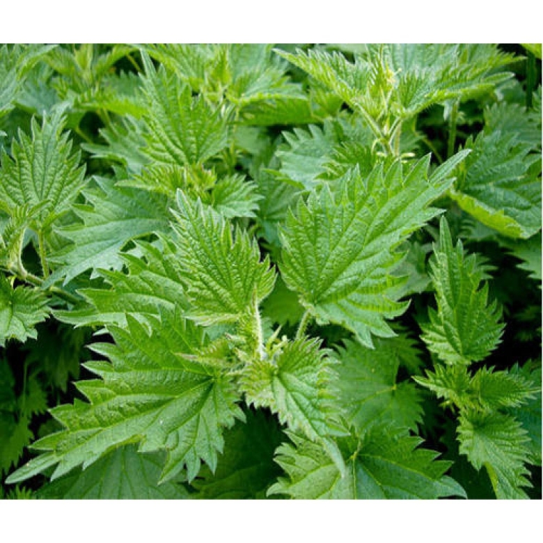 Крапива узколистная