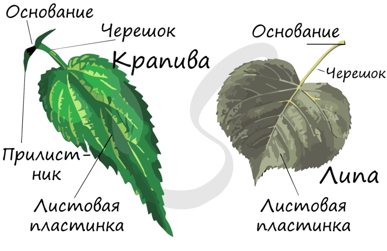 Внешнее строение листовой пластинки