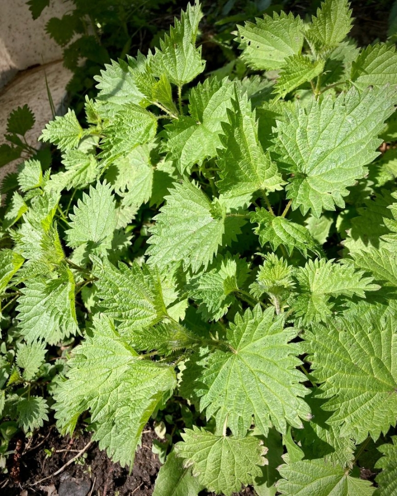 Растение с зубчатыми листьями