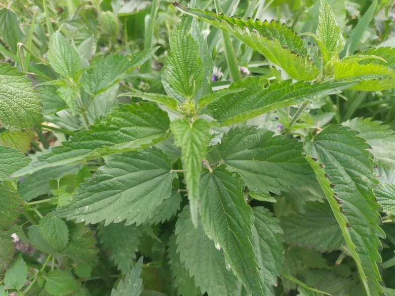 Магические свойства крапивы