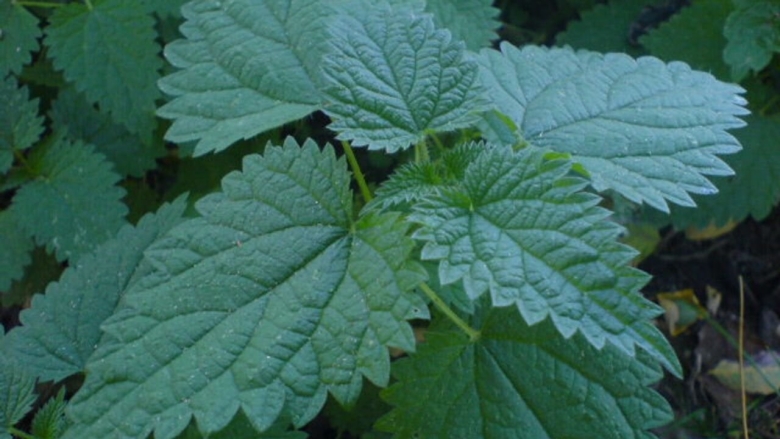 Крапива Бемерия