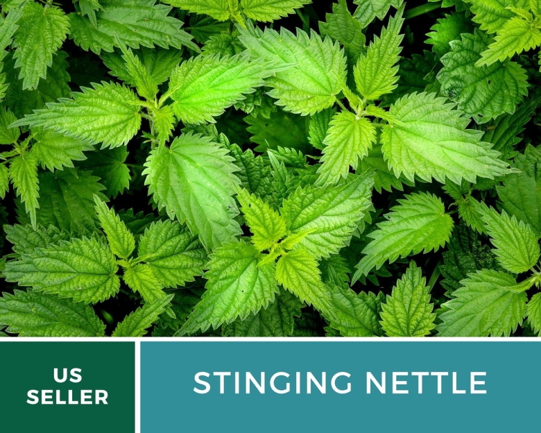 Крапива двудомная