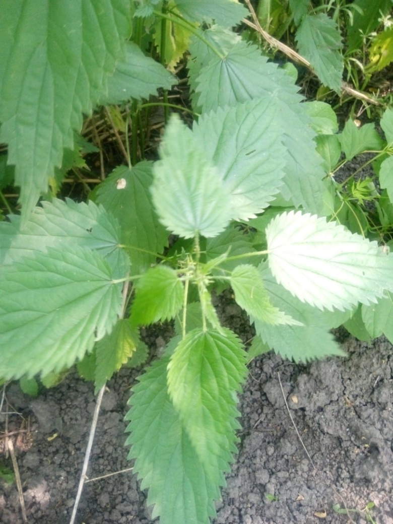 Яснотка сорняки как с ним бороться