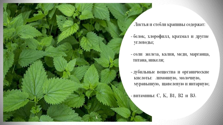 Крапива лечебное растение