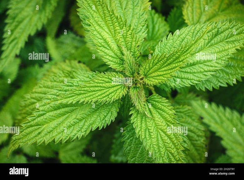 Ареал крапивы двудомной