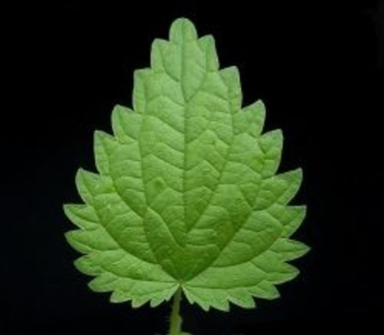 Лист крапивы фото