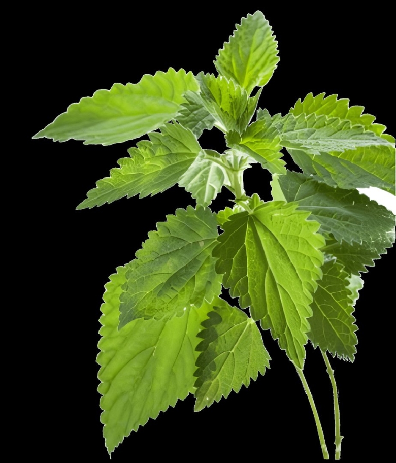 Листья крапивы двудомной