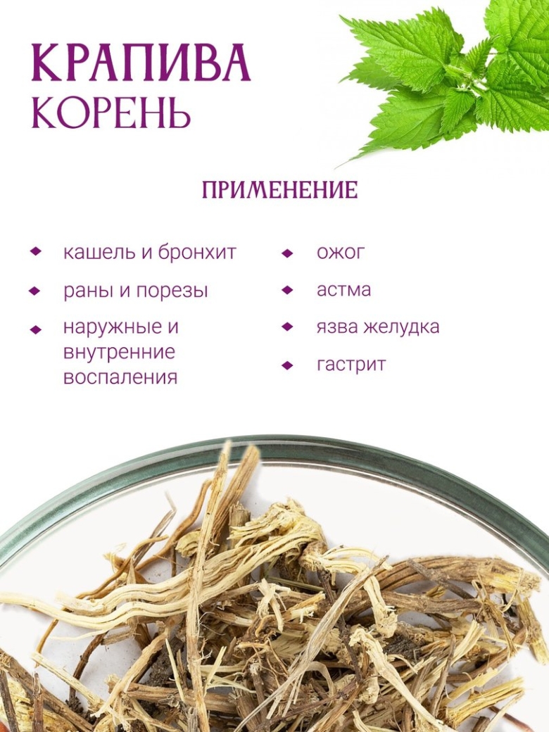 Крапива двудомная корень