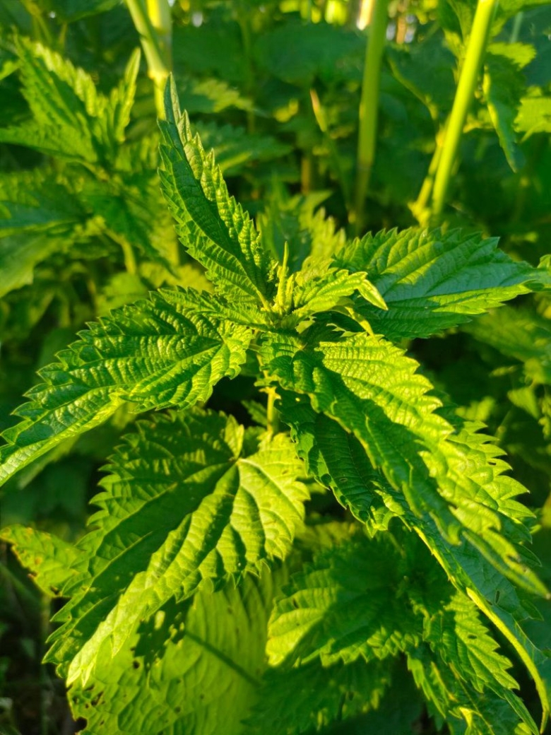 Крапива коноплёвая