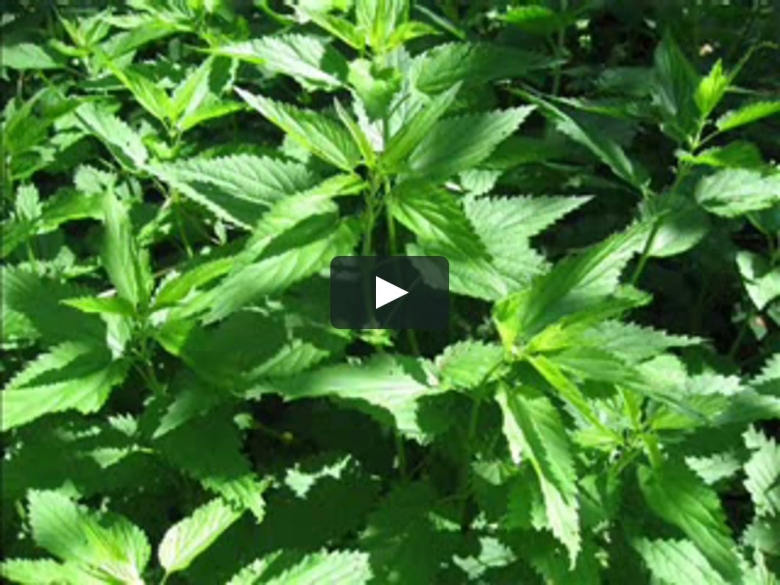 Крапива жгучая и двудомная