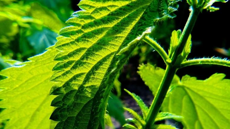 Листья крапивы двудомной