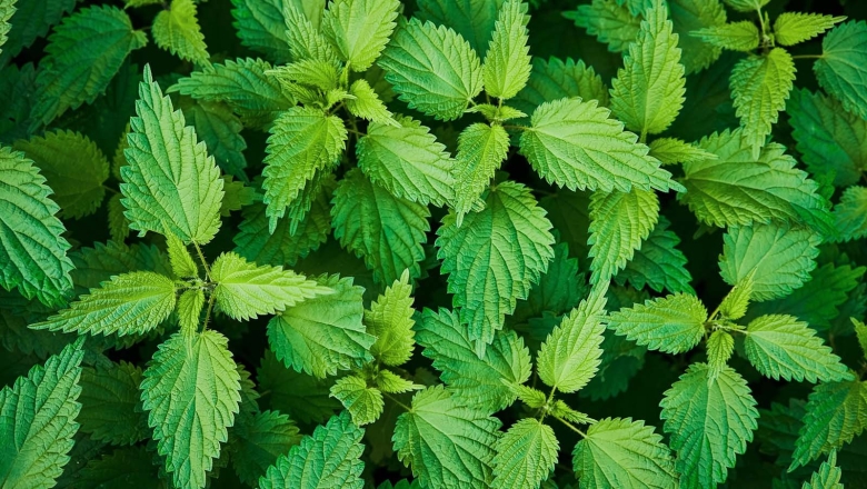 Зеленая крапива