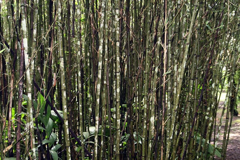 Bambusa Phyllostachys Aurea