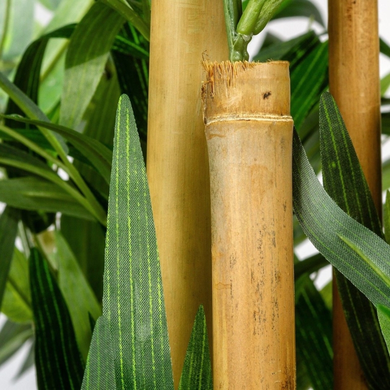 Бамбук phyllostachys aureosulcata ‘spectabilis‘
