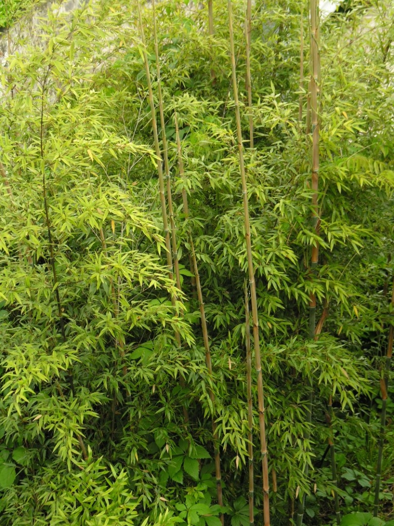 Bambusa Phyllostachys Aurea
