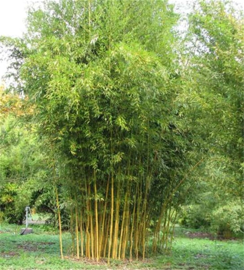 Phyllostachys aureosulcata spectabilis