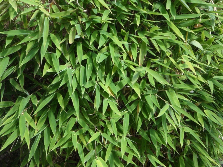 Phyllostachys bissetii