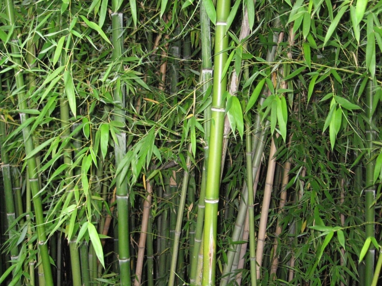 Бамбук тростниковый bambusa arundinacea