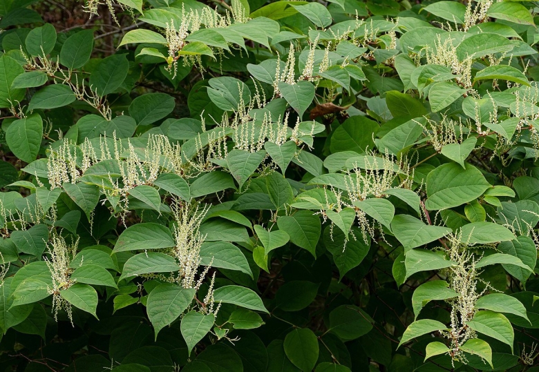 Рейнутрия японская Fallopia japonica