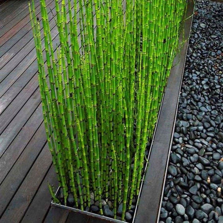 Equisetum hyemale
