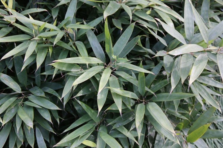 Phryganistria chinensis Zhao купить