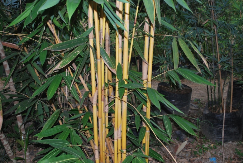 Phyllostachys vivax aureocaulis