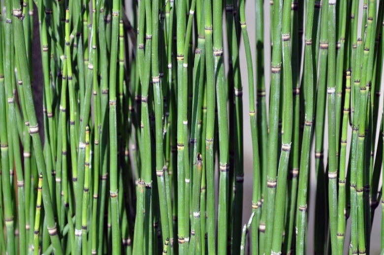 Хвощ зимующий Equisetum hyemale