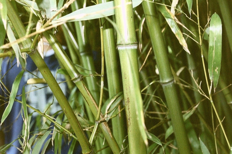 Саза курильская