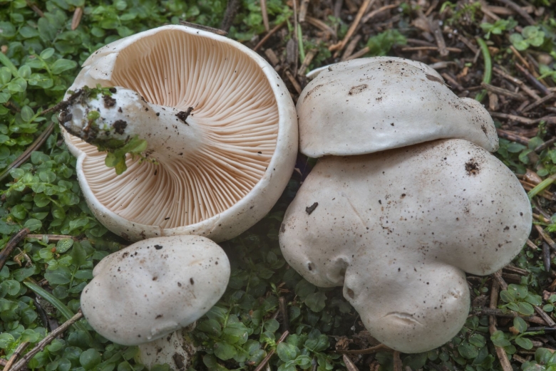 Ивишень гриб Clitopilus prunulus