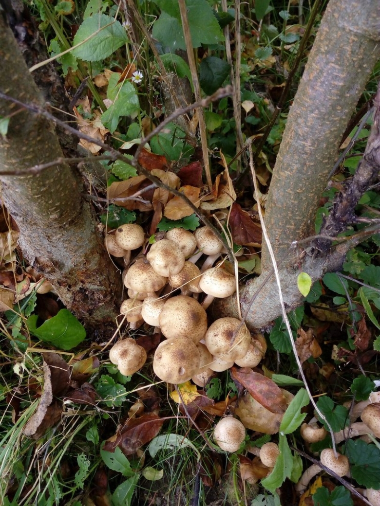 Какие грибы растут под яблоней