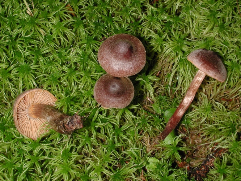 Cortinarius strenuisporous