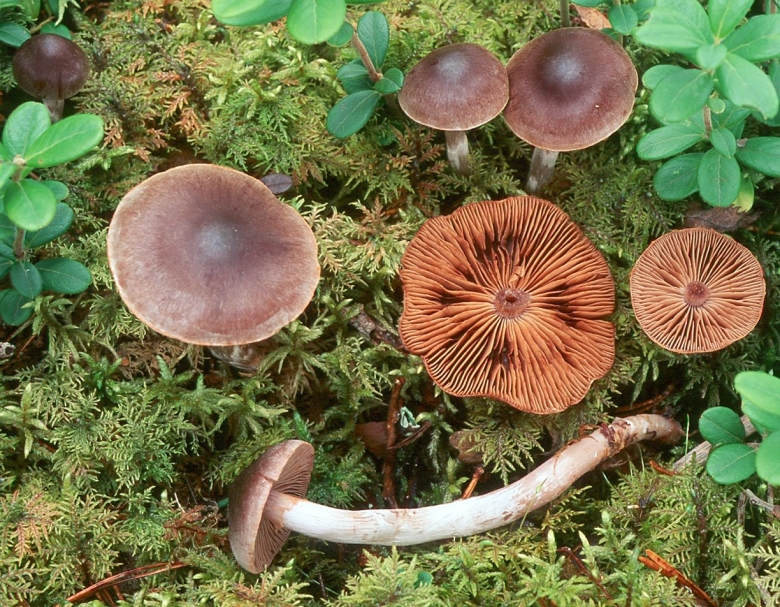 Сентябрюшки грибы фото