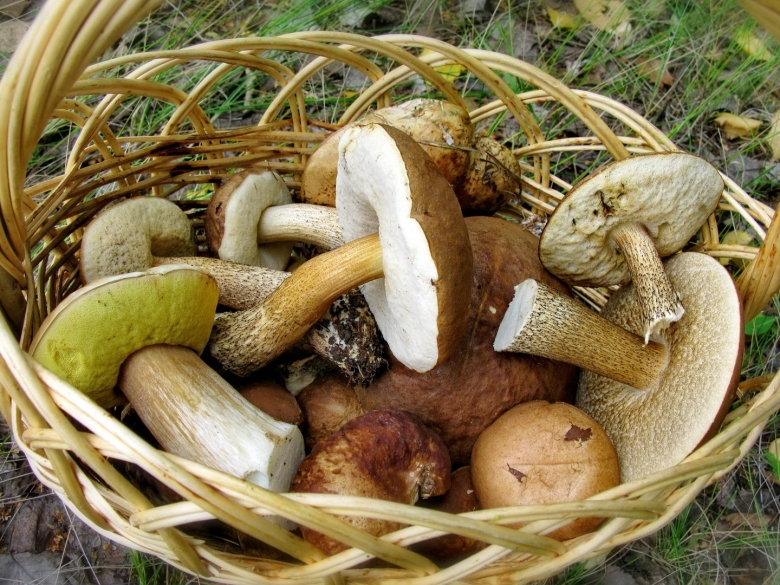 Подольховники грибы