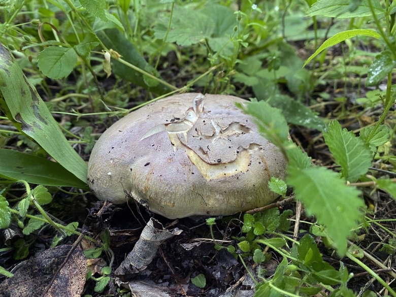 Гриб Трихолоспорум углоспоровый