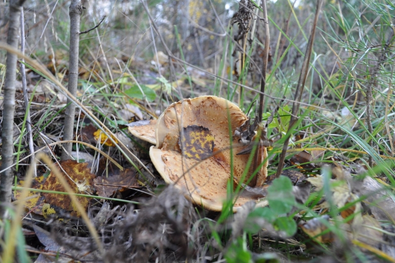 Грибы под Ольховки