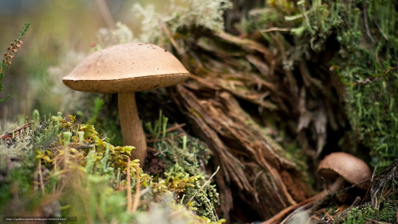 Польский гриб обои