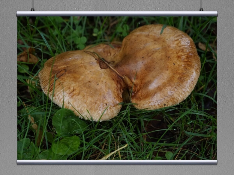 Свинухи грибы съедобные или нет